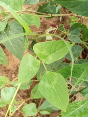 Fabaceae