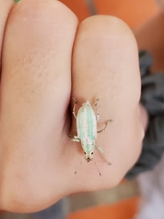 Compsus viridivittatus