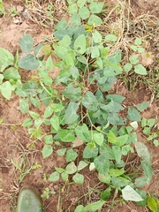 Fabaceae