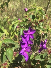 Rhynchanthera grandiflora