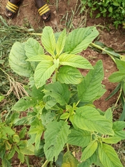 Amaranthus