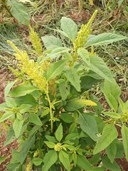 Amaranthus