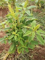 Amaranthus