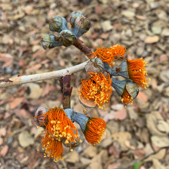 Eucalyptus miniata