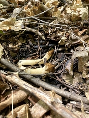 Morchella punctipes