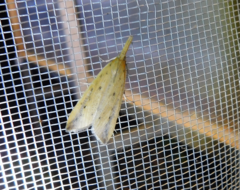Schoenobiinae