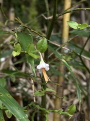 Vaccinium japonicum lasiostemon