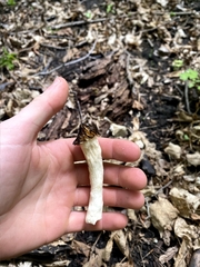 Morchella punctipes