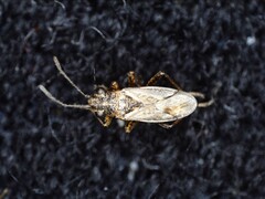 Nysius thymi