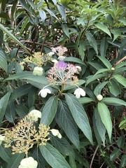 Hydrangea longifolia