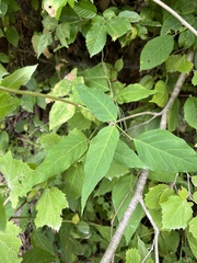 Desmodium cuspidatum