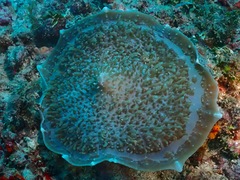 Amplexidiscus fenestrafer