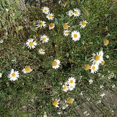 Tripleurospermum inodorum