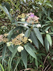 Hydrangea longifolia