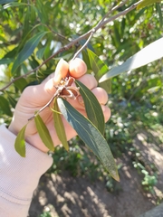 Quillaja brasiliensis