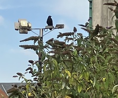 Corvus corone