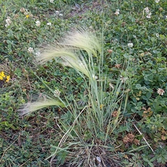 Hordeum jubatum