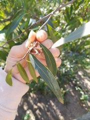 Quillaja brasiliensis