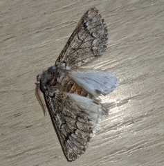 Thaumetopoea pityocampa