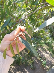 Quillaja brasiliensis