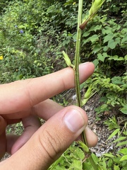 Desmodium cuspidatum