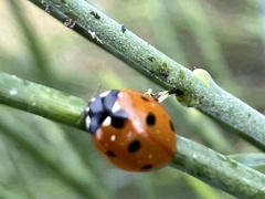 Coccinella septempunctata