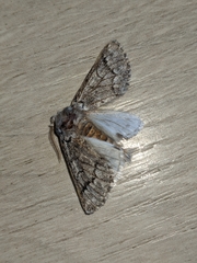 Thaumetopoea pityocampa