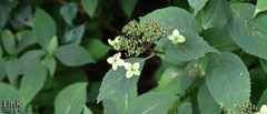 Hydrangea serrata