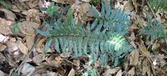 Polystichum prionolepis