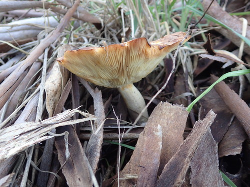 Clitocybe eucalyptorum image
