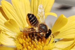 Megachile