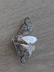 Thaumetopoea pityocampa