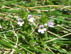 Euphrasia hirtella