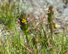 Euphrasia minima