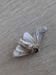 Thaumetopoea pityocampa