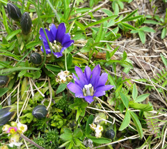 Gentiana pyrenaica