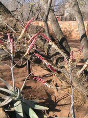 Aloe globuligemma