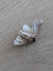 Thaumetopoea pityocampa