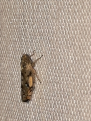 Scaphoideus opalinus