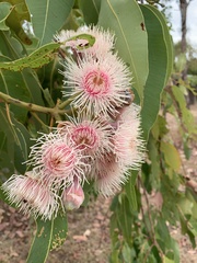 Corymbia ptychocarpa