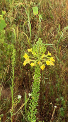 Oenothera indecora