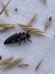 Coccinella septempunctata