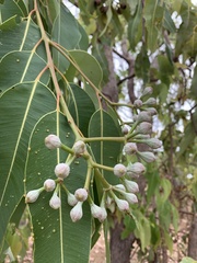 Corymbia ptychocarpa