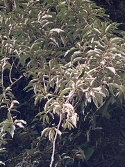 Elaeagnus glabra