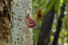 Acraea ranavalona