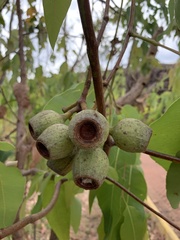 Corymbia ptychocarpa
