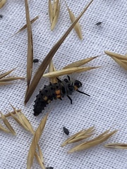 Coccinella septempunctata