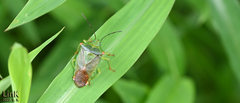 Acanthosoma labiduroides