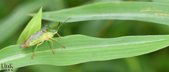 Acanthosoma labiduroides