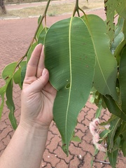 Corymbia ptychocarpa